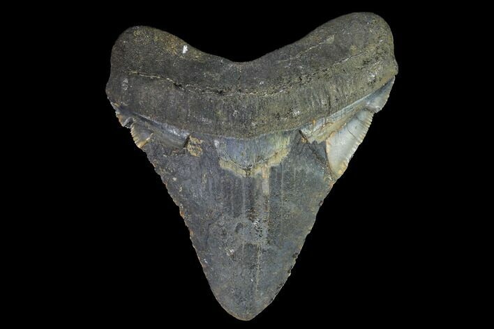 Bargain, Fossil Megalodon Tooth - North Carolina #91666